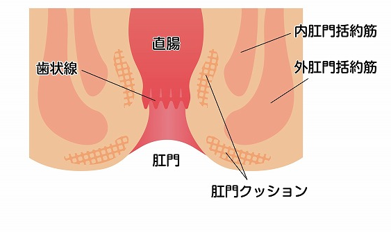 肛門について